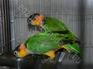 Feketesapkás papagájok (Pionites melanocephalus)