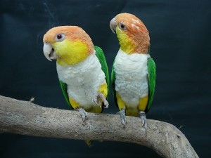 Rozsdássapkás papagájok (Pionites leucogaster)