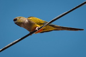 Szikla vagy más néven üregi papagáj (Cyanoliseus patagonus)