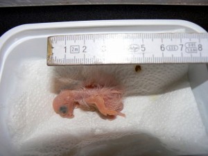 Rózsás kakadu (Eolophus roseicapillus)